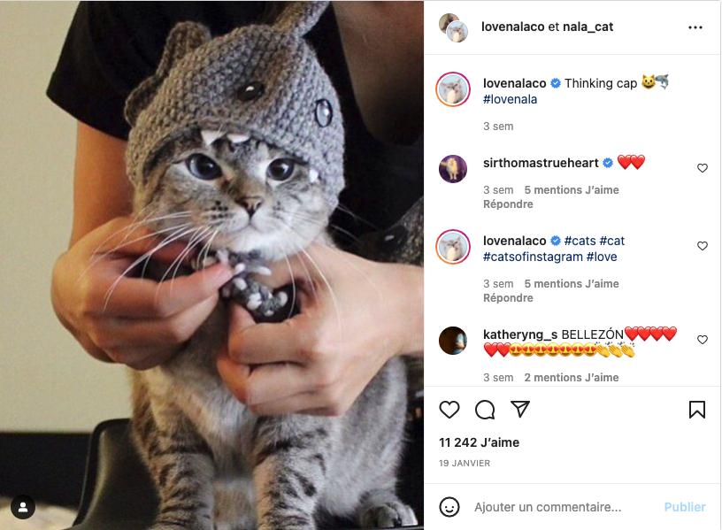 Le compte Instagram Nala Cat