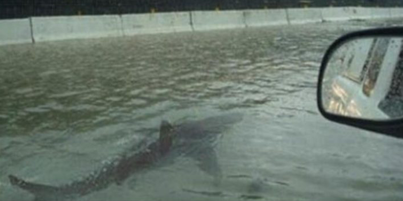 Non, des requins ne nagent pas sur l’autoroute et Google va signaler les « fausses » photos et vidéos