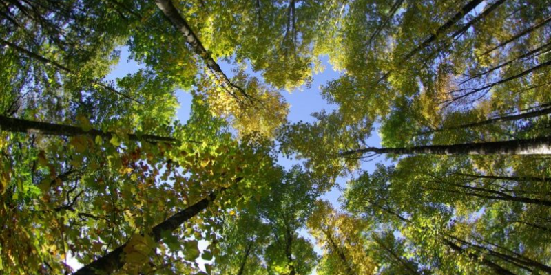 Orange annonce ses premiers puits carbone en France avec Alliance Forêts Bois