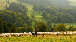 Vivre la vie de berger des Pyrénées