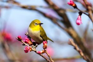 BirdNET, le Shazam pour reconnaître le chant des oiseaux