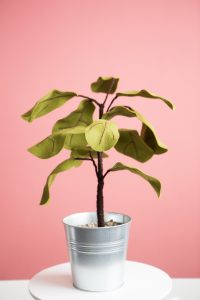 PlantNET, l'application pour reconnaître les plantes et se connecter à la nature