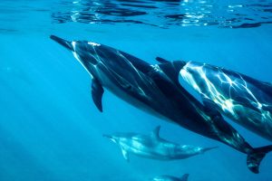 Sortie avec des dauphins au Sanctuaire Pelagos