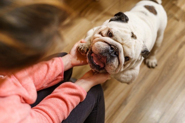 Une femme et son chien